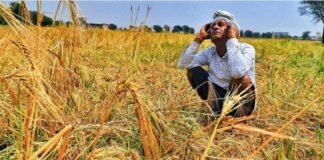 बेमौसम बारिश से किसान बेहाल, सरकार की तैयारी पर सवाल बेमौसम बारिश से किसान बेहाल, सरकार की तैयारी पर सवाल